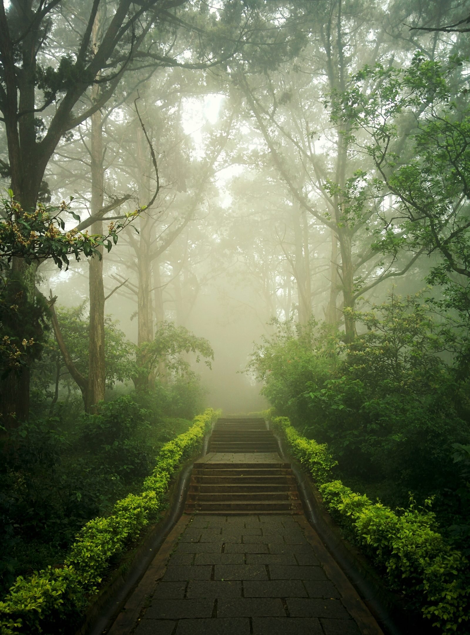 Un chemin en forêt