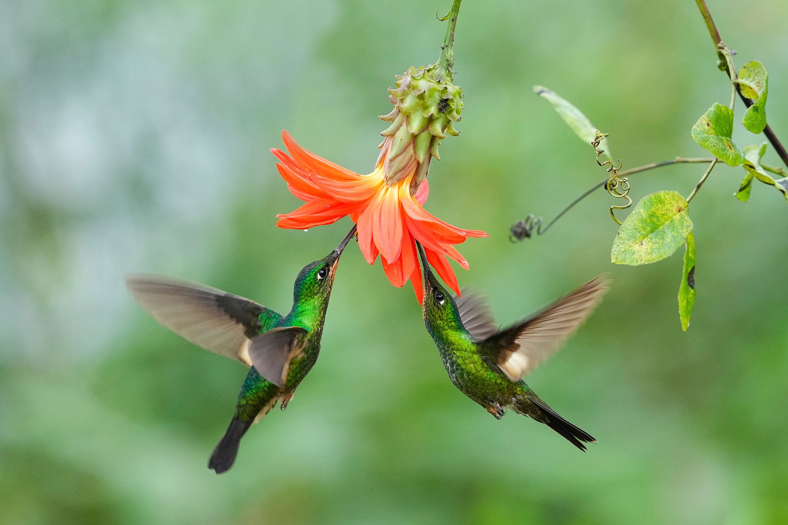 Deux colibris